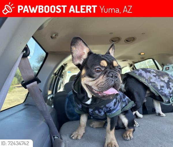 Lost Male Dog last seen Near 10th ave and 10th st, Yuma, AZ 85364