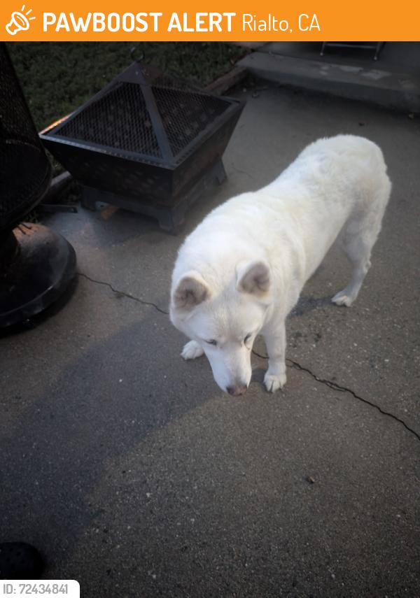 Rialto, CA Stray Female Dog Found Near Willow | PawBoost