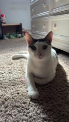 Lost Male Cat last seen Luttie Lane, Myrtle Beach, SC 29588