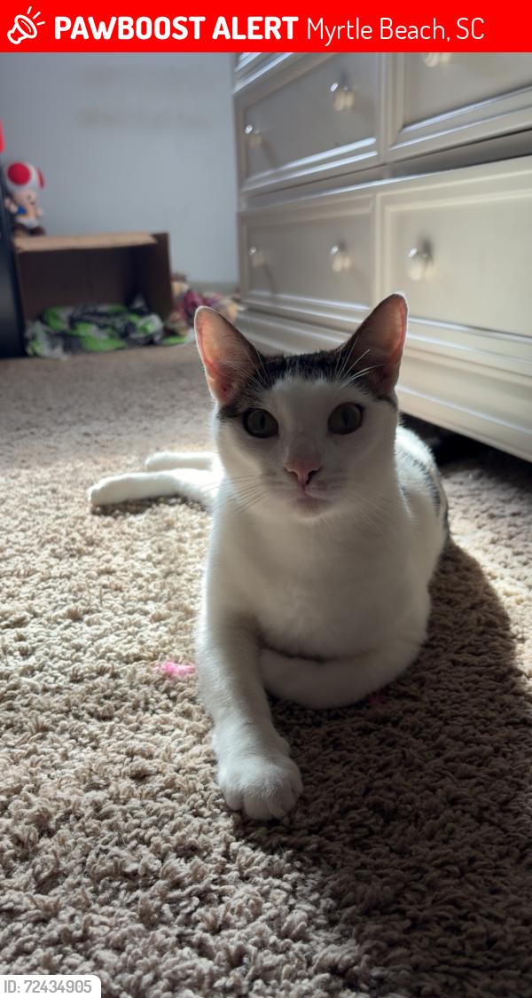 Lost Male Cat last seen Luttie Lane, Myrtle Beach, SC 29588