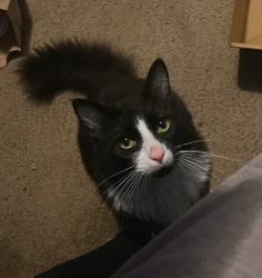 Lost Male Cat last seen Johnsonville elementary school, Harnett County, NC 28326