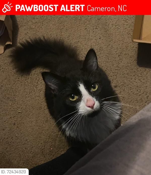 Lost Male Cat last seen Johnsonville elementary school, Harnett County, NC 28326