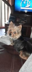 Lost Female Dog last seen Millbranch & Shelby Drive , Memphis, TN 38116