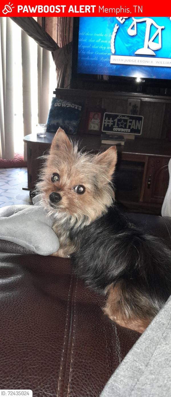 Lost Female Dog last seen Millbranch & Shelby Drive , Memphis, TN 38116