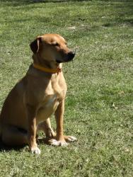 Lost Male Dog last seen Highway 35 ans SCR 37, Mize,MS 39116, Mize, MS 39116