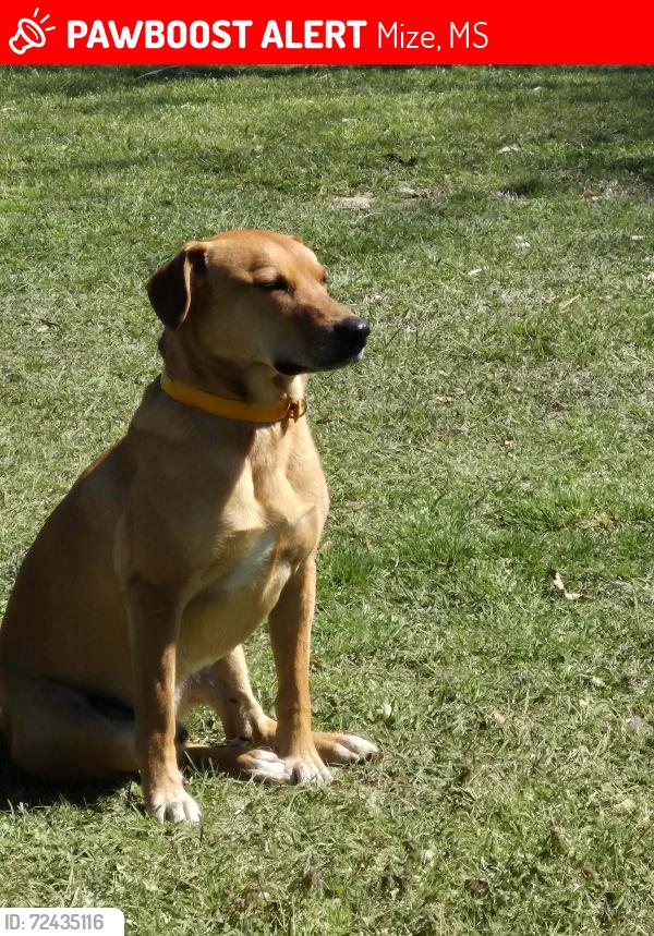 Lost Male Dog last seen Highway 35 ans SCR 37, Mize,MS 39116, Mize, MS 39116