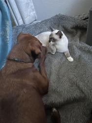 Lost Female Cat last seen Mission City Church I 10 west , Boerne, TX 78006