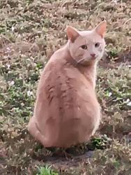 Found/Stray Male Cat last seen Avon Place, Cocoa, FL 32922
