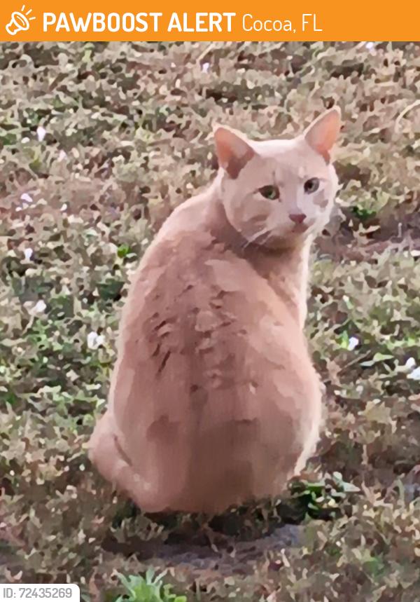 Found/Stray Male Cat last seen Avon Place, Cocoa, FL 32922