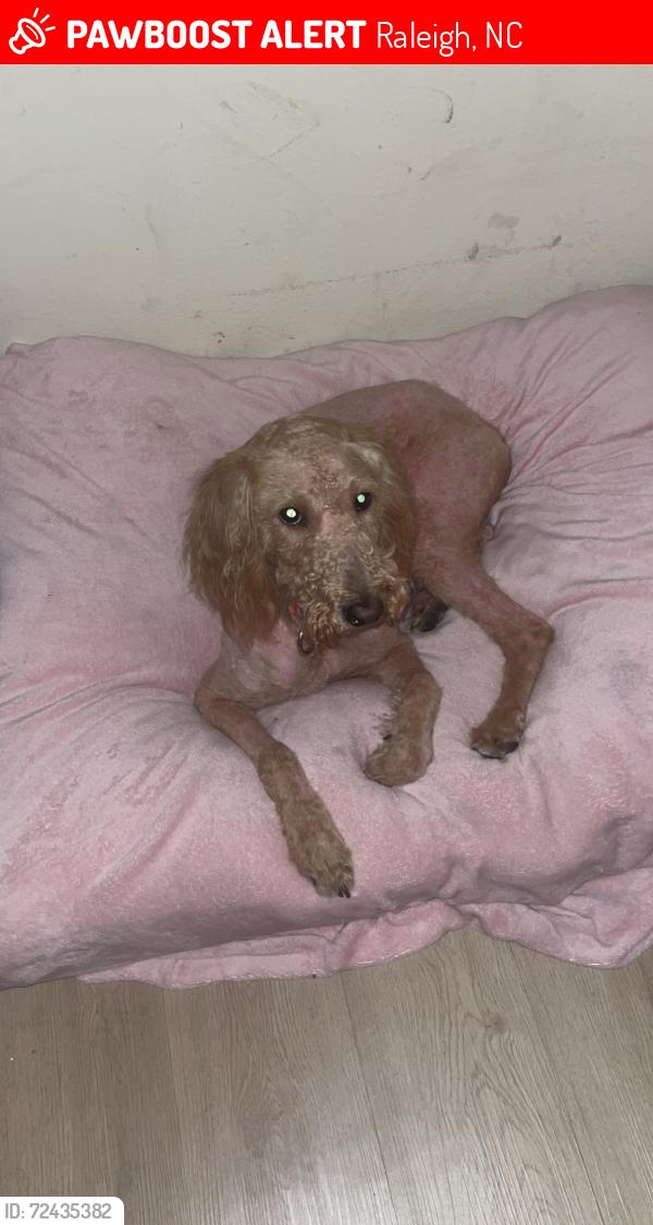 Lost Female Dog last seen Lenoxplace circle, Raleigh, NC 27603