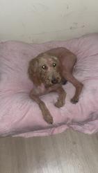 Lost Female Dog last seen Lenoxplace circle, Raleigh, NC 27603