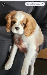 Lost Female Dog last seen Hwy 27 between N and NL, Augusta, WI 54722