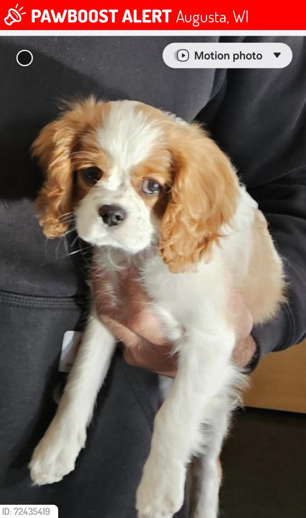 Lost Female Dog last seen Hwy 27 between N and NL, Augusta, WI 54722