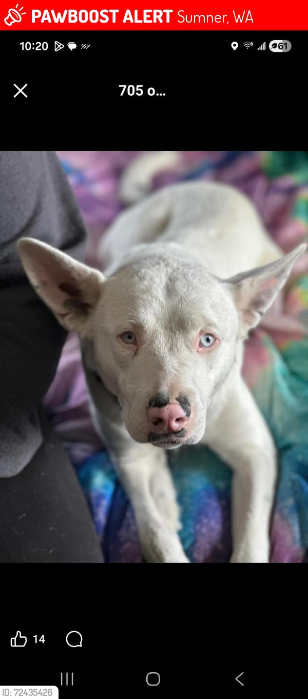 Lost Female Dog last seen East Valley Hwy and Elm , Sumner, WA 98390