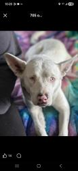 Lost Female Dog last seen East Valley Hwy and Elm , Sumner, WA 98390