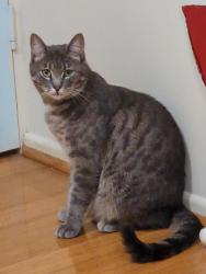 Lost Male Cat last seen The Gap State High School, The Gap, QLD 4062