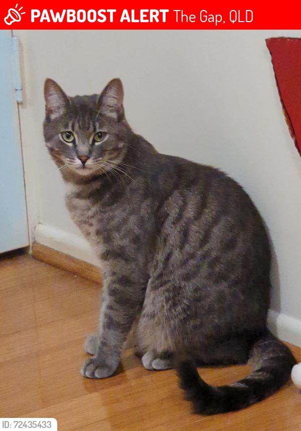 Lost Male Cat last seen The Gap State High School, The Gap, QLD 4062