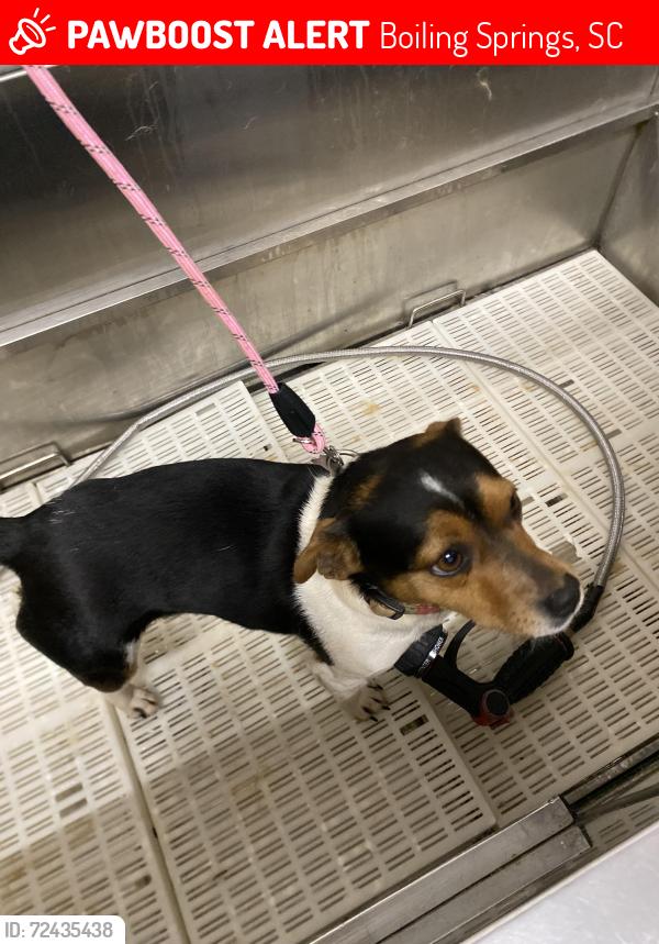 Lost Female Dog last seen knollwood acres, Boiling Springs, SC 29316