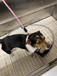 Lost Female Dog last seen knollwood acres, Boiling Springs, SC 29316