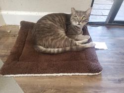 Lost Male Cat last seen Homer Court in El Sobrante - cross-street of La Paloma Rd, El Sobrante, CA 94803
