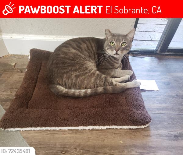 Lost Male Cat last seen Homer Court in El Sobrante - cross-street of La Paloma Rd, El Sobrante, CA 94803