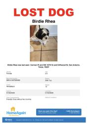 Lost Female Dog last seen Carmen Pl and SW 19TH St and Driftwood St, San Antonio,78207, San Antonio, TX 78207