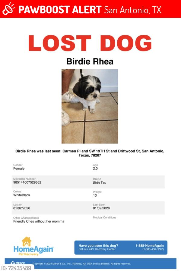 Lost Female Dog last seen Carmen Pl and SW 19TH St and Driftwood St, San Antonio,78207, San Antonio, TX 78207