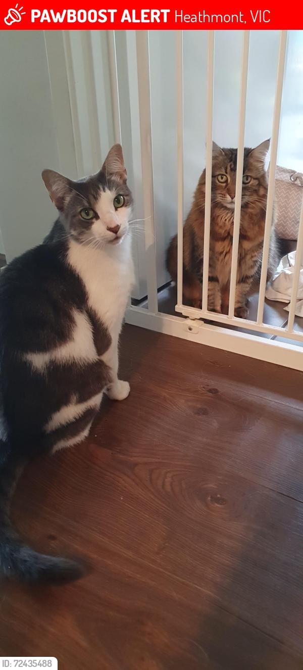 Lost Male Cat last seen Fremont St and Bedford Rd area, Heathmont, VIC 3135