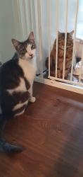 Lost Male Cat last seen Fremont St and Bedford Rd area, Heathmont, VIC 3135