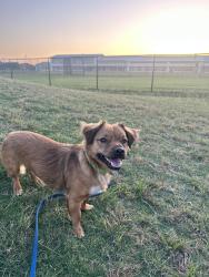 Lost Male Dog last seen Sand hills road and red rock ranch road , Red Rock, TX 78662