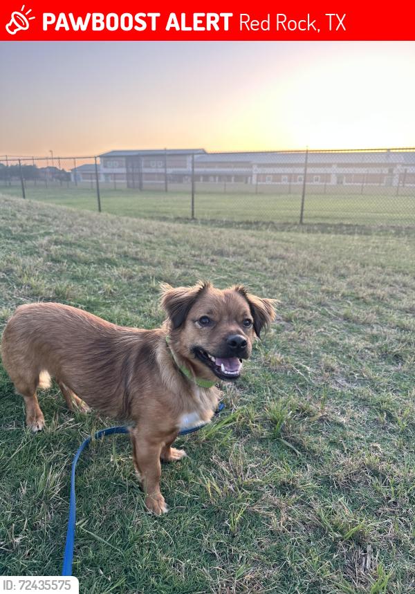 Lost Male Dog last seen Sand hills road and red rock ranch road , Red Rock, TX 78662