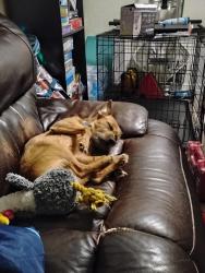 Lost Male Dog last seen McKinley projects, Jennings, LA 70546