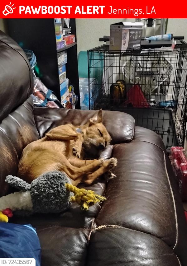 Lost Male Dog last seen McKinley projects, Jennings, LA 70546