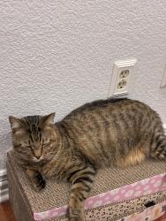 Lost Male Cat last seen Cottonwood and Fairlawn street by Vaughn Elementary in Allen Texas., Allen, TX 75002