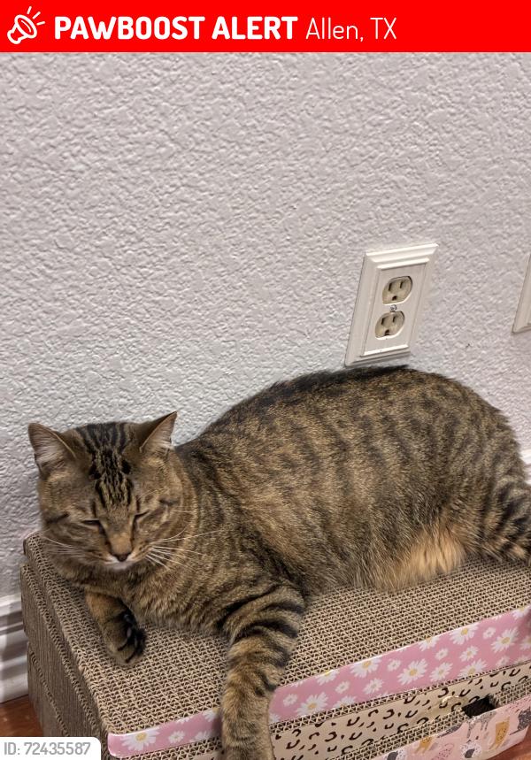 Lost Male Cat last seen Cottonwood and Fairlawn street by Vaughn Elementary in Allen Texas., Allen, TX 75002