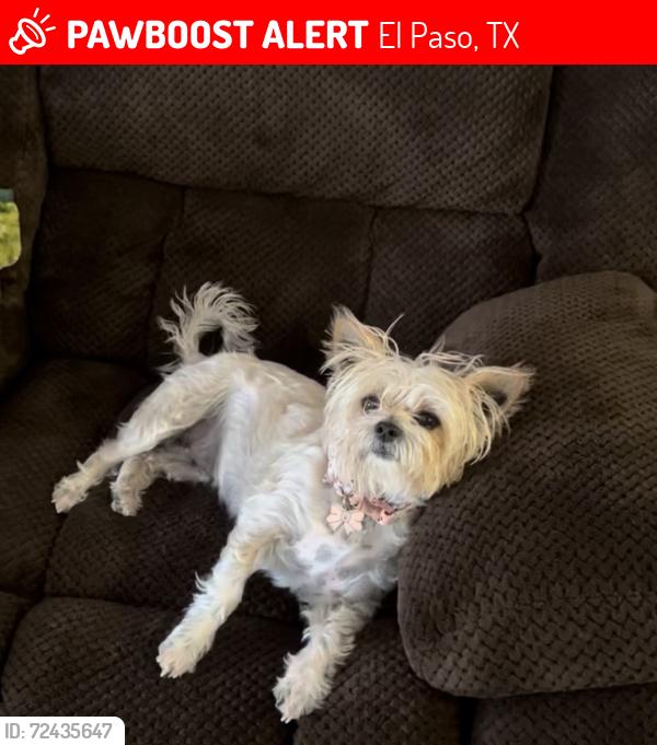 Lost Female Dog last seen McNutt and Artcraft, El Paso, TX 79932