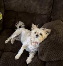 Lost Female Dog last seen McNutt and Artcraft, El Paso, TX 79932