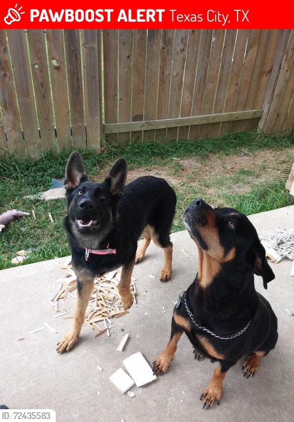 Lost Female Dog last seen Century Blvd, zone Trail Village Subdivision , Texas City, TX 77591