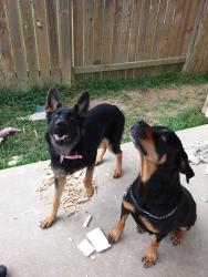 Lost Female Dog last seen Century Blvd, zone Trail Village Subdivision , Texas City, TX 77591