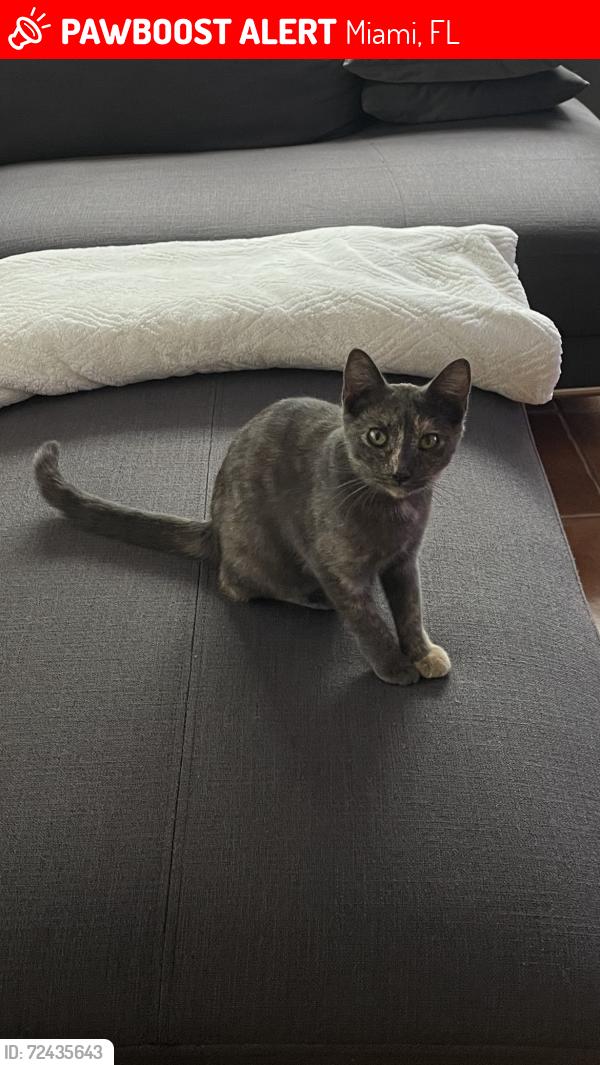Lost Female Cat last seen Coral way and 22nd st , Miami, FL 33155