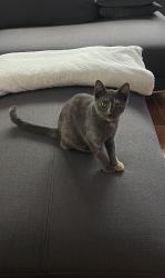 Lost Female Cat last seen Coral way and 22nd st , Miami, FL 33155