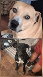 Lost Male Dog last seen Hey 14 and Jug Factory rd., Wetumpka, AL 36092