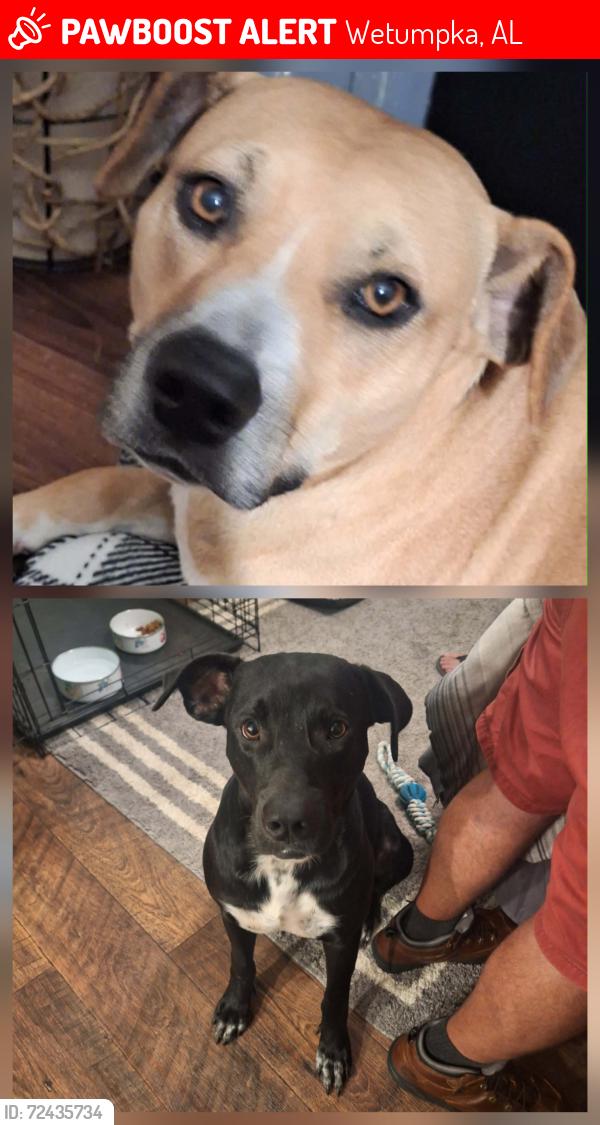 Lost Male Dog last seen Hey 14 and Jug Factory rd., Wetumpka, AL 36092