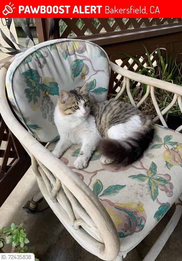 Lost Male Cat last seen Camino Media/Calle Extrano, Bakersfield, CA 93309