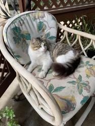 Lost Male Cat last seen Camino Media/Calle Extrano, Bakersfield, CA 93309