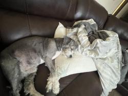 Lost Male Dog last seen Near s rainier st , Kennewick, WA 99337