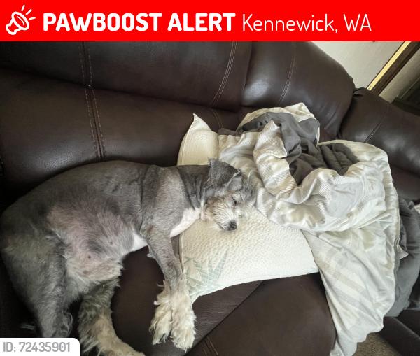 Lost Male Dog last seen Near s rainier st , Kennewick, WA 99337