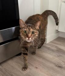 Lost Female Cat last seen Akoakoa st , Kailua, HI 96734