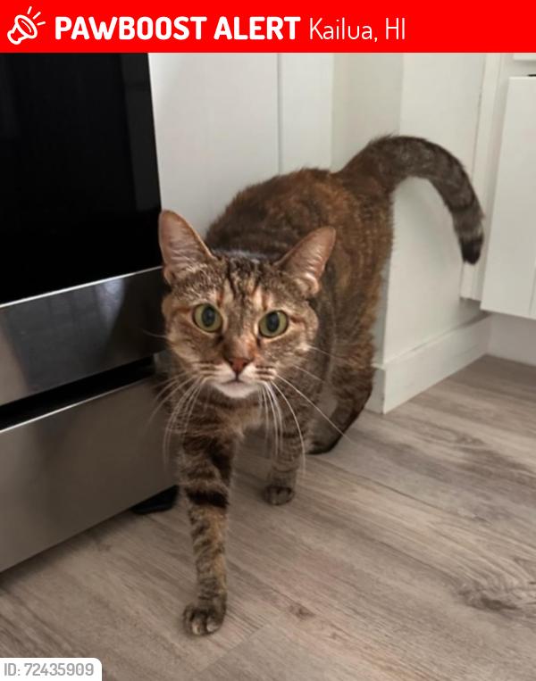 Lost Female Cat last seen Akoakoa st , Kailua, HI 96734