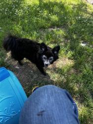 Lost Female Dog last seen Pine and mingo, Tulsa, OK 74115